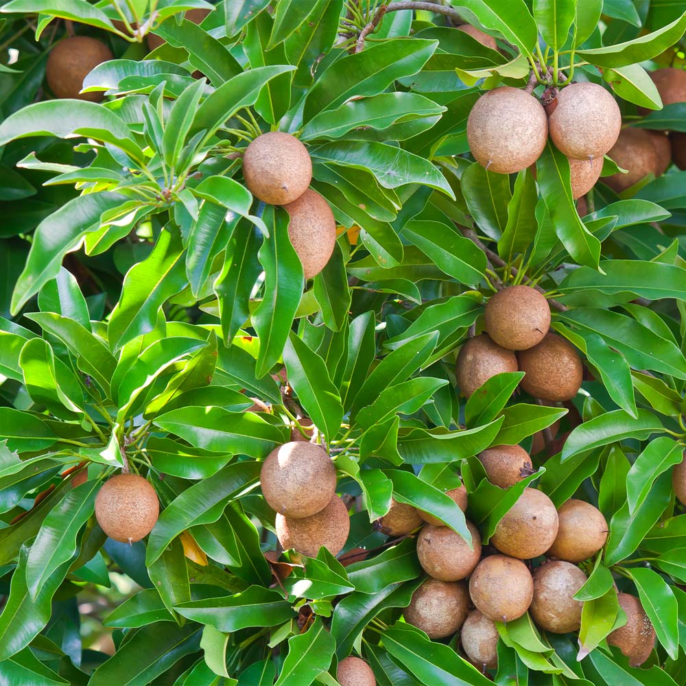 Sapodilla Tree