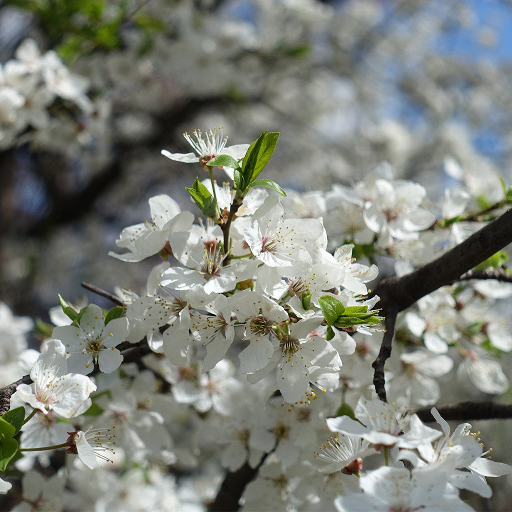 Satsuma Plum Tree