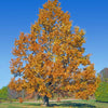 Sawtooth Oak Tree