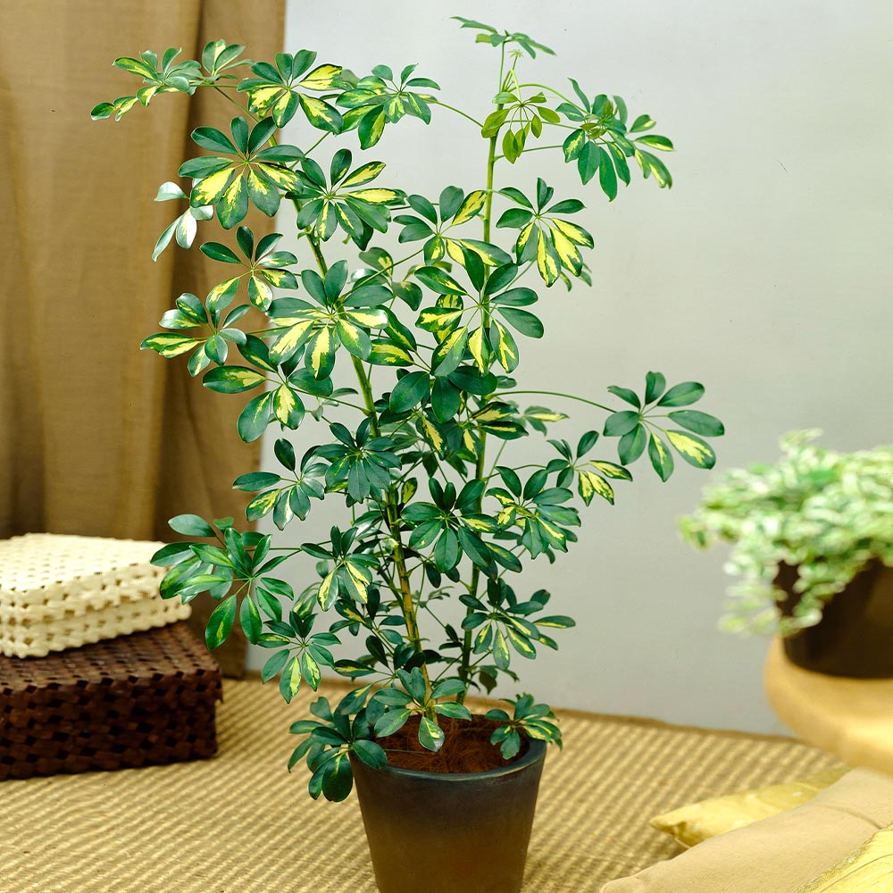 Variegated Dwarf Umbrella Tree