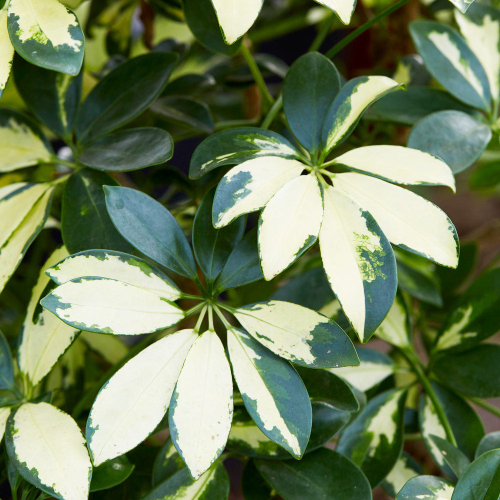 Variegated Dwarf Umbrella Tree