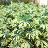 Variegated Dwarf Umbrella - Schefflera Trinette