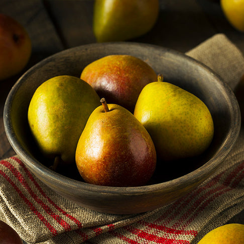 Seckel Pear Tree