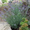 Sensational™ Lavender Plant