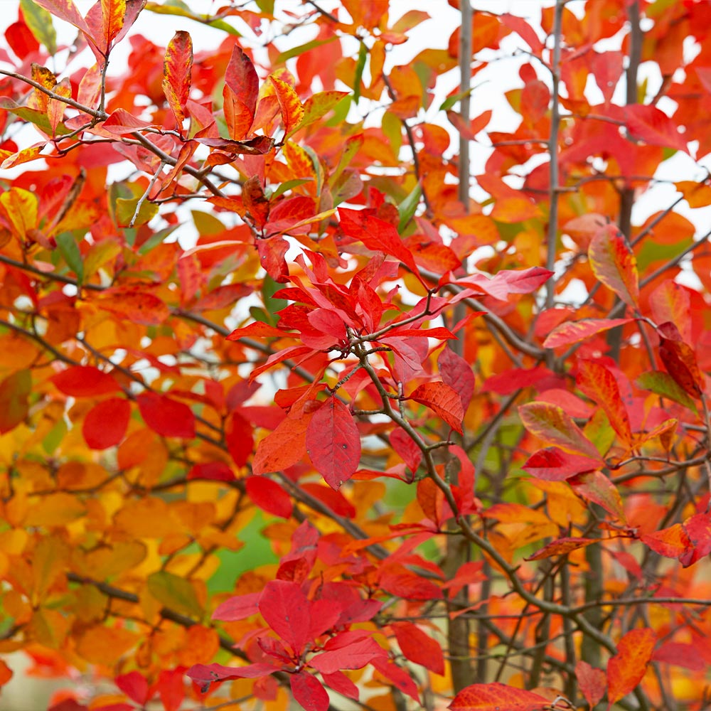 Autumn Brilliance Serviceberry Tree
