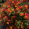 Shazam Lantana