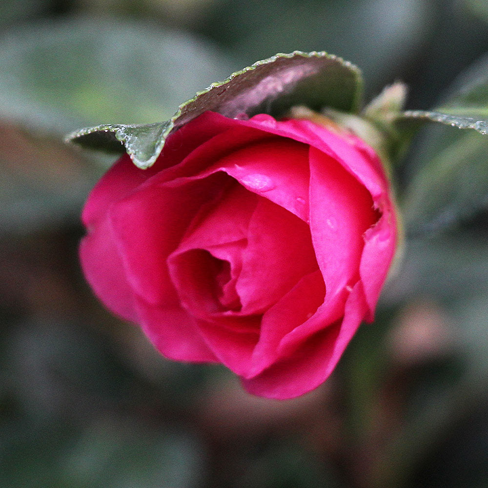 Camellia 'Shi-Shi Gashira' Shrub