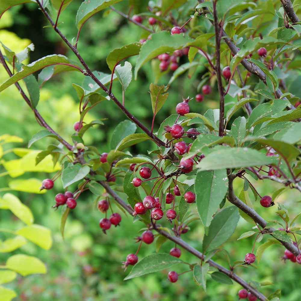 Show Time™ Crabapple Tree