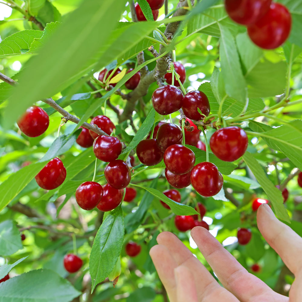 Skeena Cherry Tree