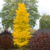 Sky Tower Ginkgo Tree