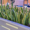 Black Gold Snake Plant