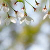 Snow Fountains® Weeping Cherry Tree