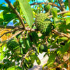 Soursop 'Guanabana' Tree