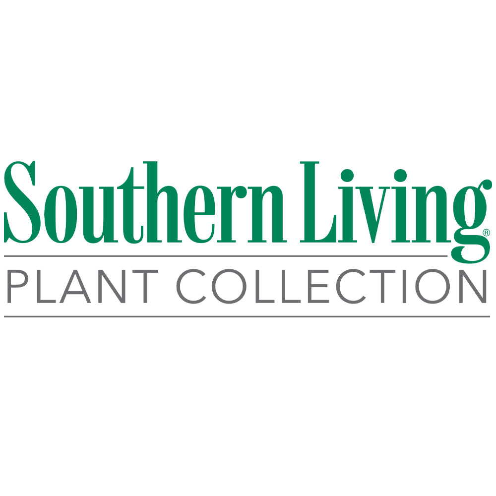 Southern Living® Jubilation Gardenia Shrub
