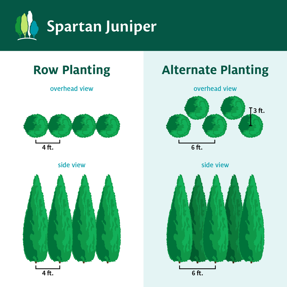 Spartan Juniper