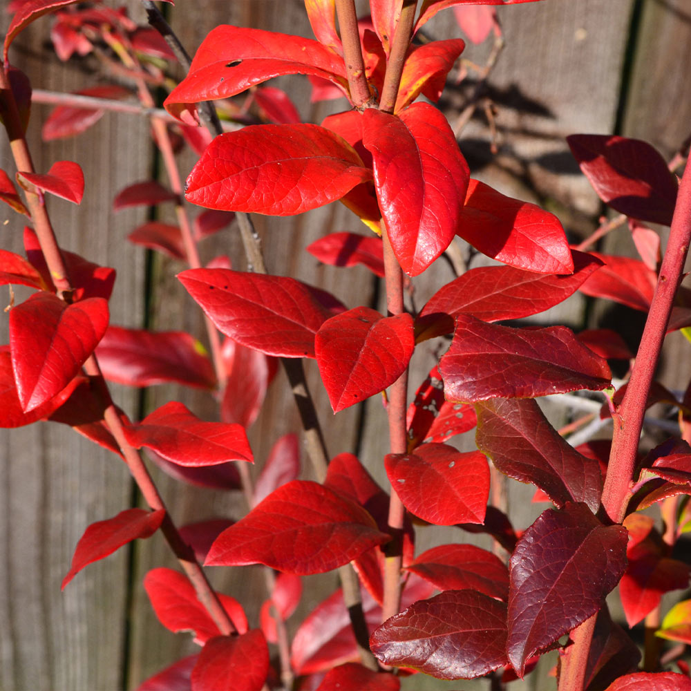 Spartan Blueberry Bush