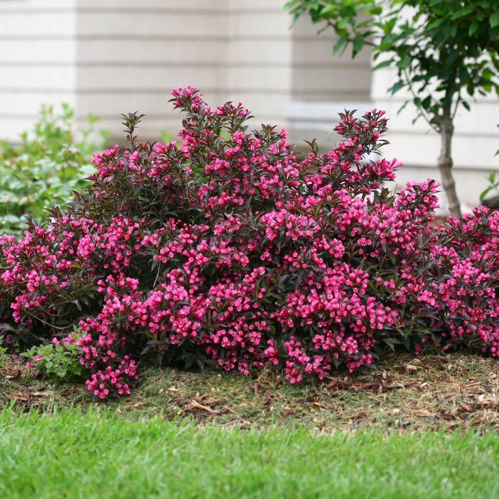 Spilled Wine® Weigela Shrub