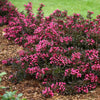 Spilled Wine® Weigela Shrub