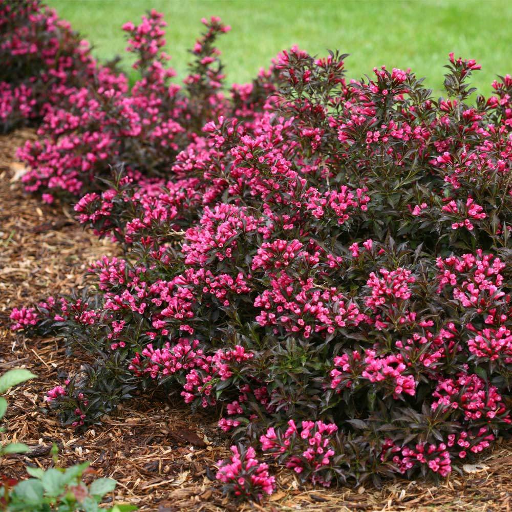 Proven Winners® Spilled Wine® Weigela Shrub