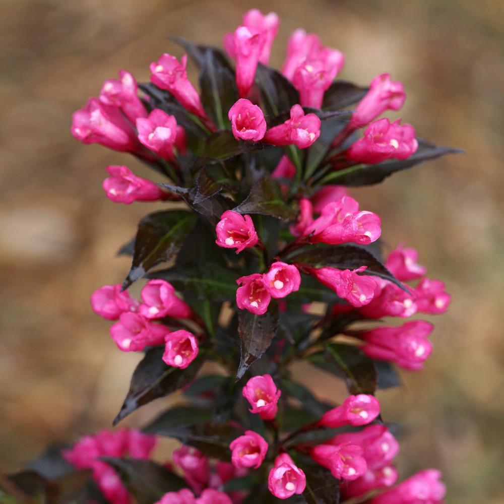 Spilled Wine® Weigela Shrub