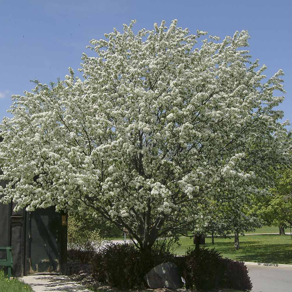 Spring Snow Flowering Crabapple Tree