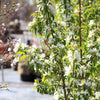 Spring Snow Flowering Crabapple Tree