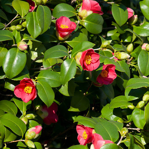 Spring's Promise Camellia Shrub