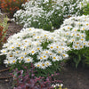 Amazing Daisies® ‘Spun Silk’ Shasta Daisy