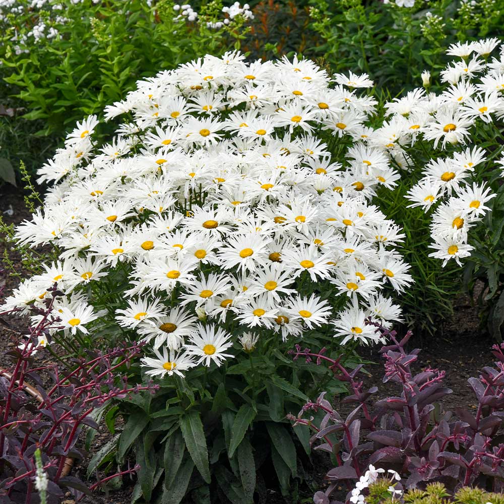 Amazing Daisies® ‘Spun Silk’ Shasta Daisy