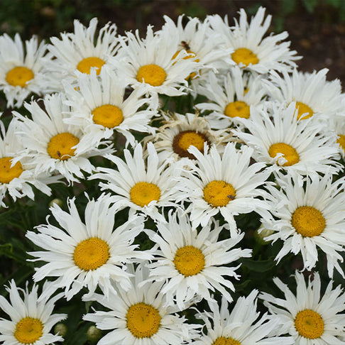 Amazing Daisies® ‘Spun Silk’ Shasta Daisy