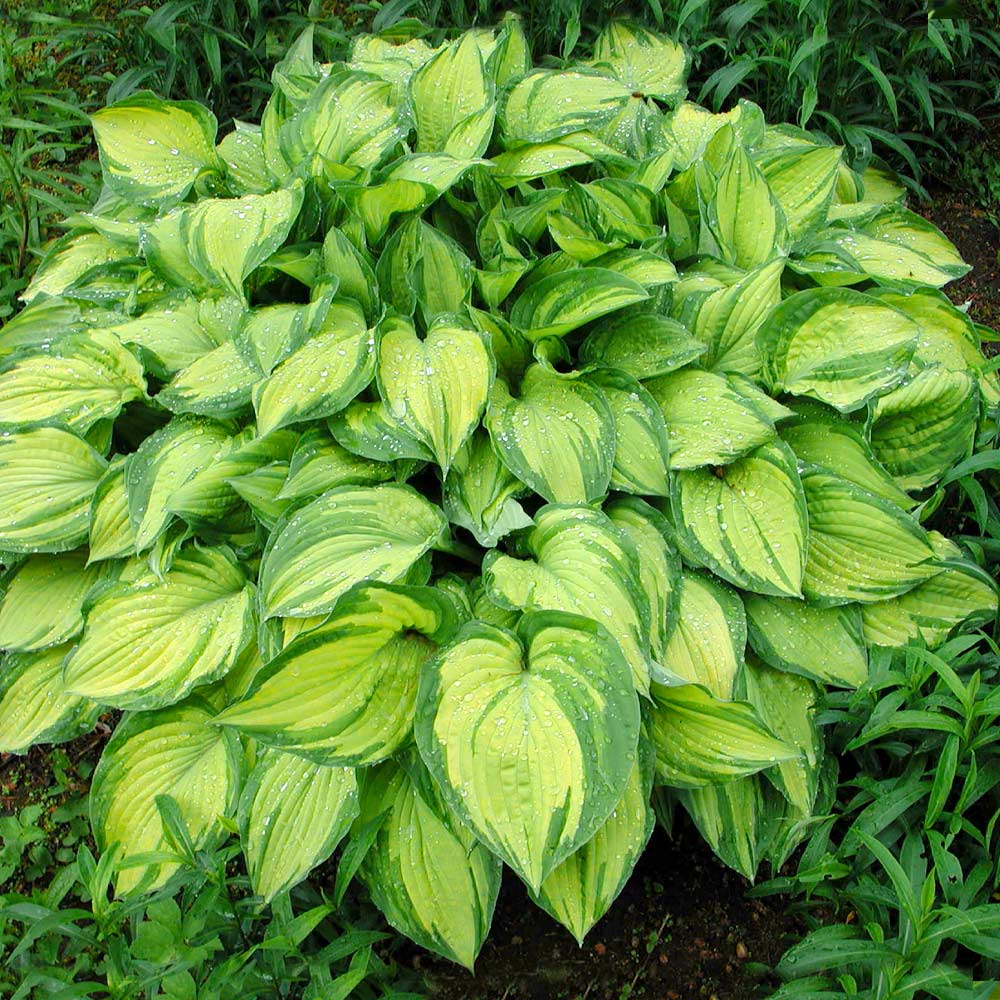 Stained Glass Hosta Plant