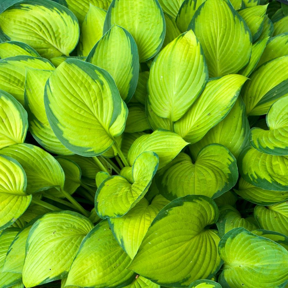 Stained Glass Hosta Plant