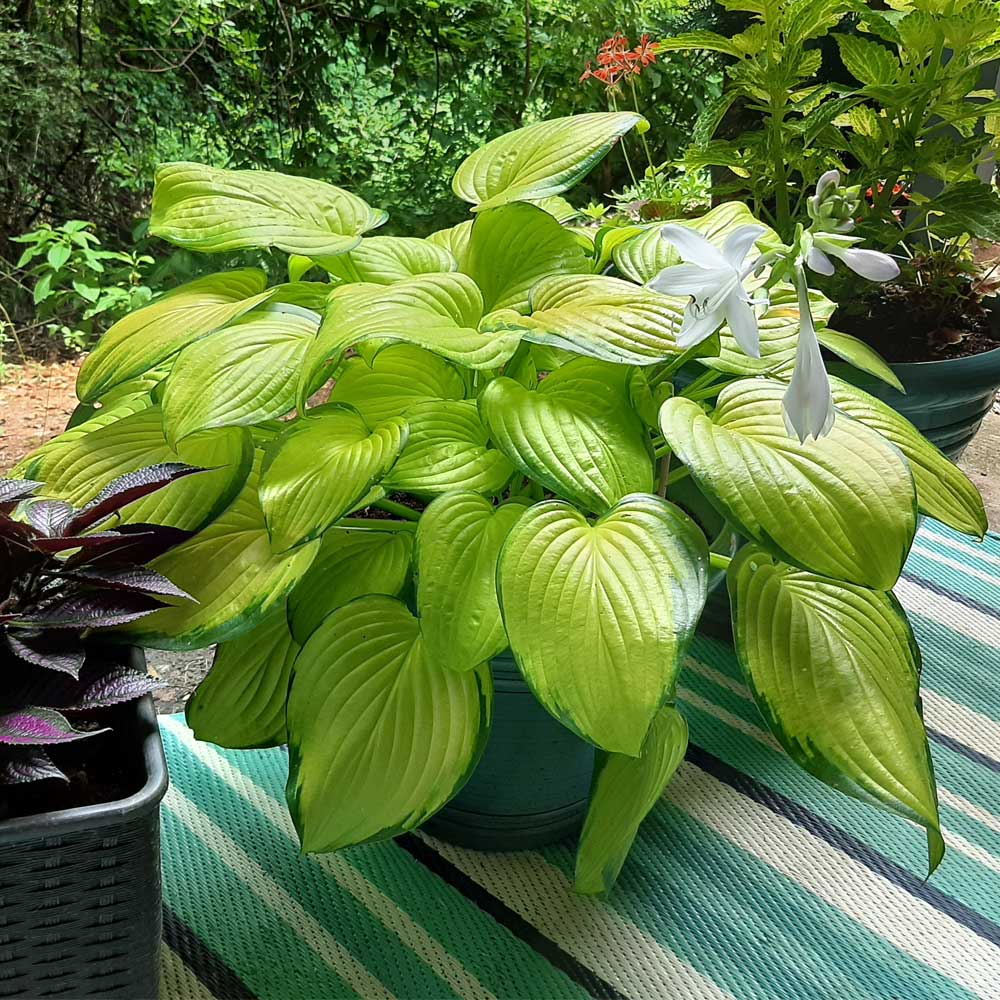 Stained Glass Hosta Plant