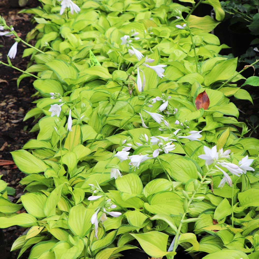 Stained Glass Hosta Plant