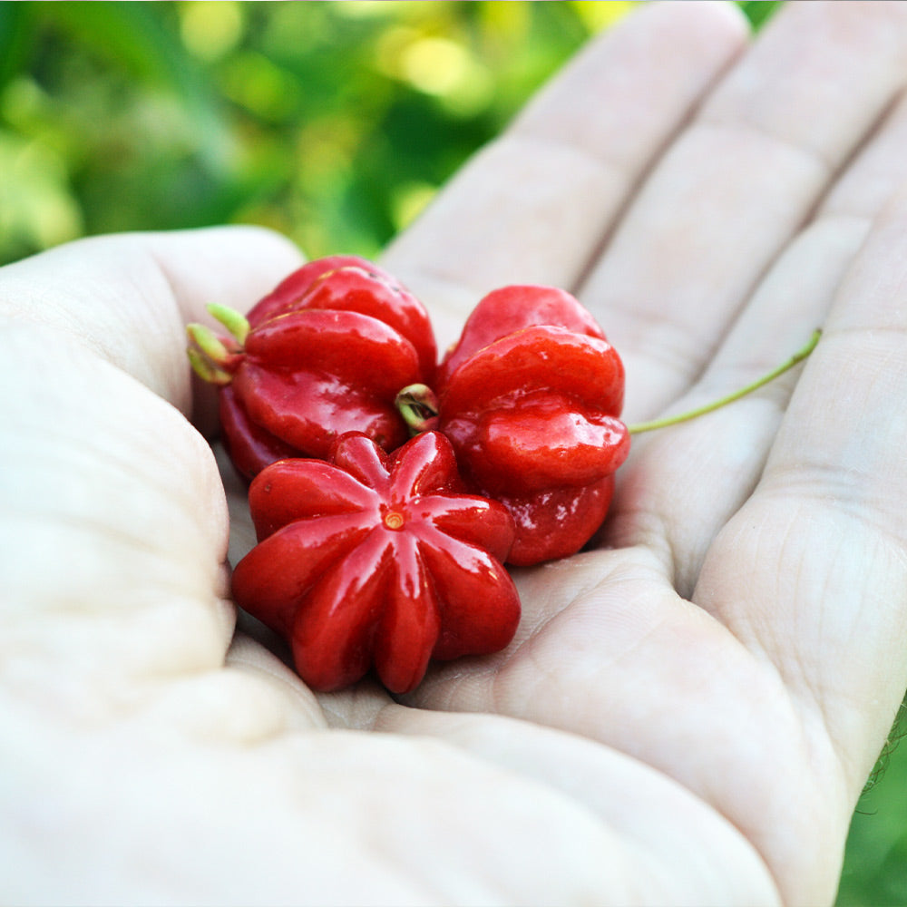 Star Cherry Tree (Pitanga)