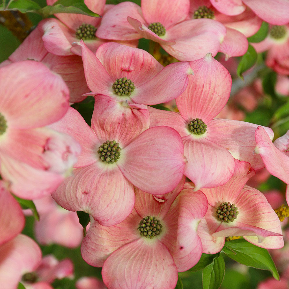 Stellar Pink Dogwood Tree
