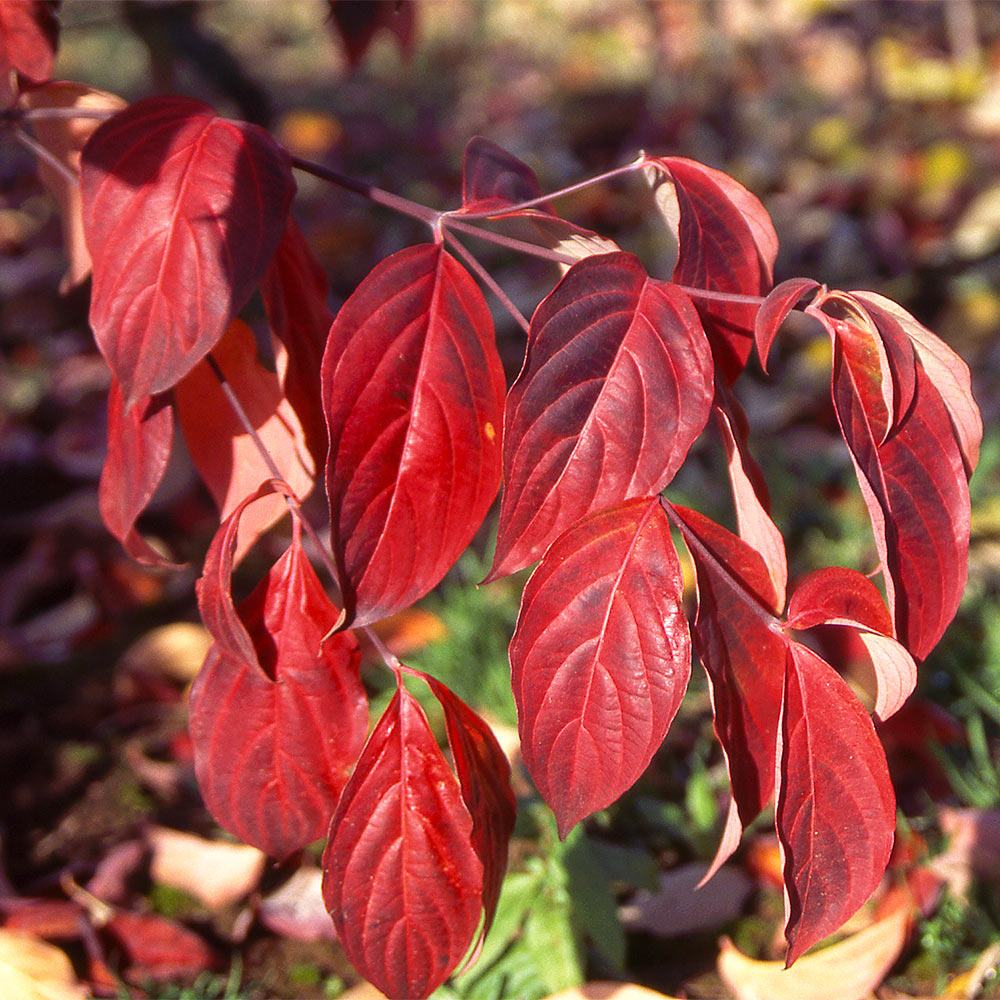 Stellar Pink Dogwood Tree