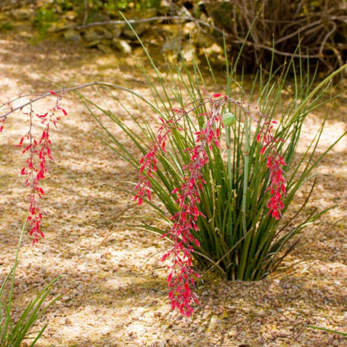 Dwarf Red Yucca Stoplights