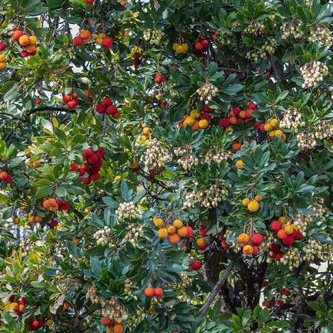 Strawberry Tree