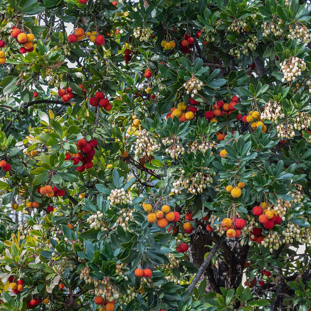 Strawberry Tree