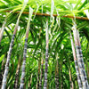 Sugar Cane Plant