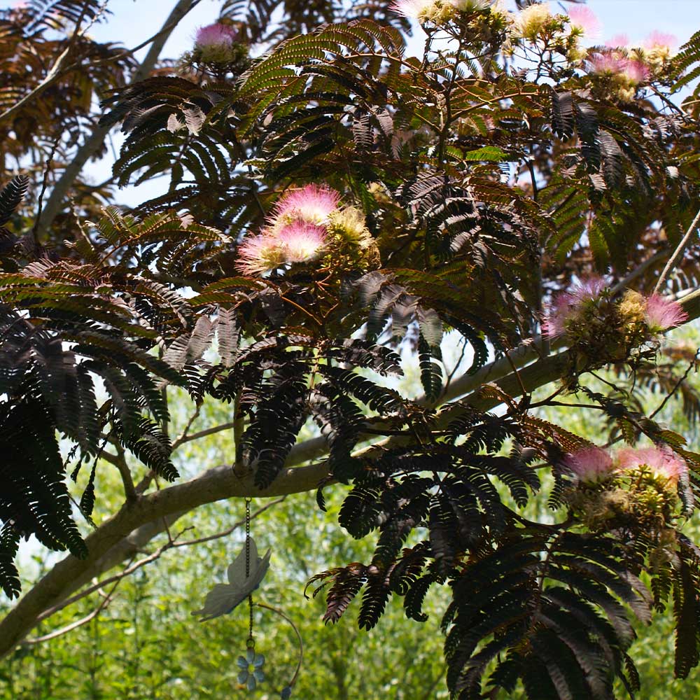 Summer Chocolate Mimosa Tree
