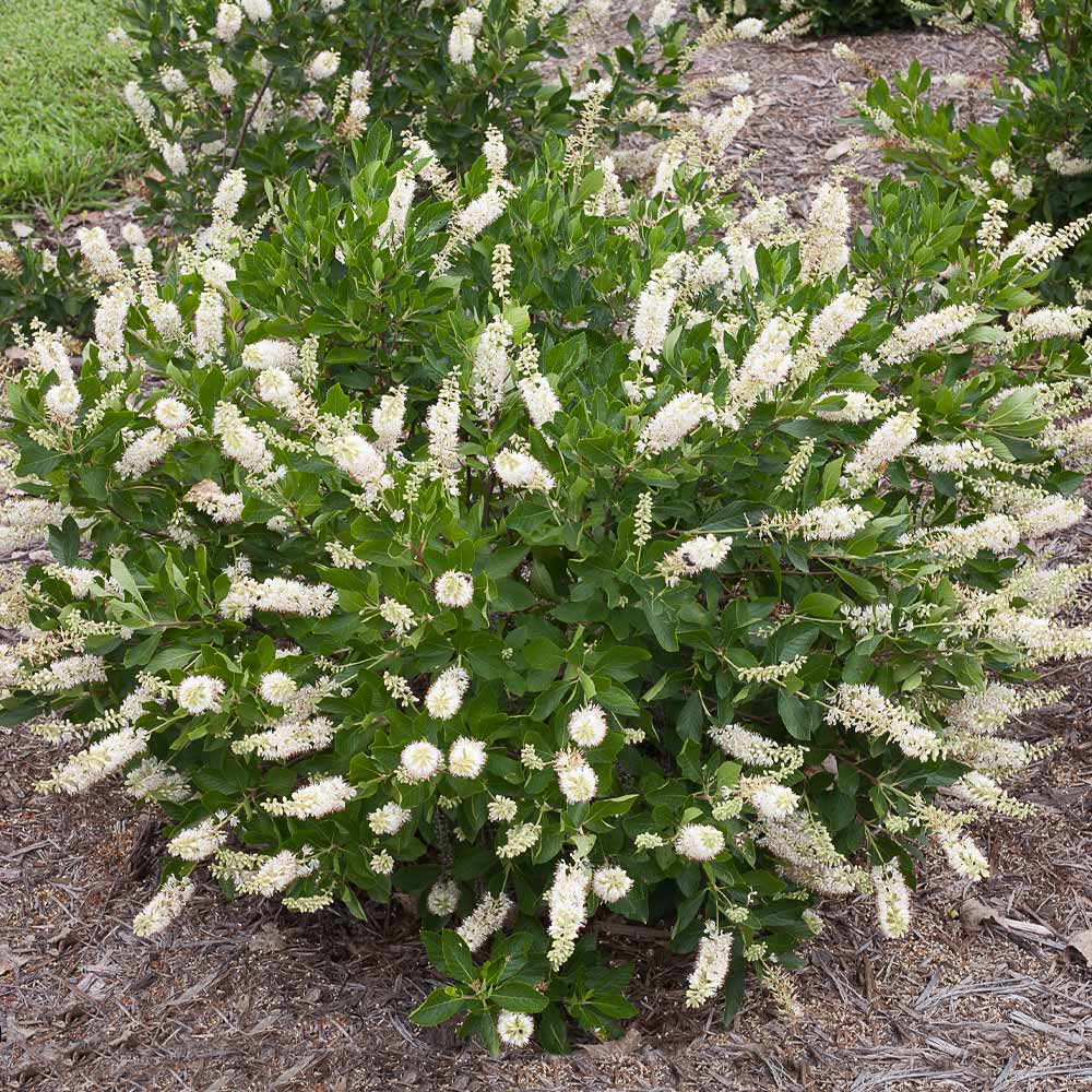 Summersweet Clethra Shrub