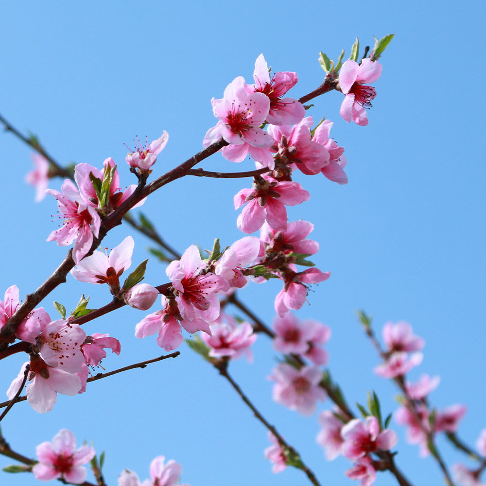 Sunglo Nectarine Tree