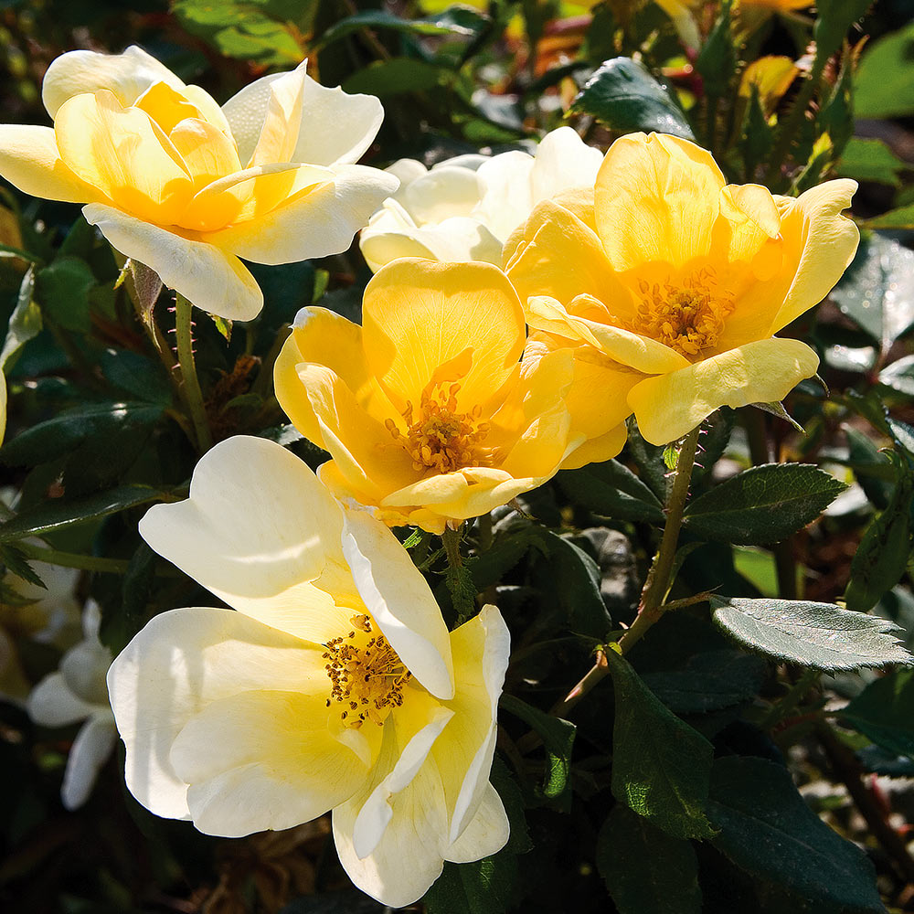 Sunny Knock Out® Rose