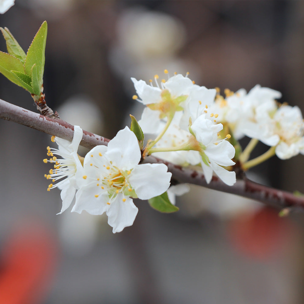 Superior Plum Tree