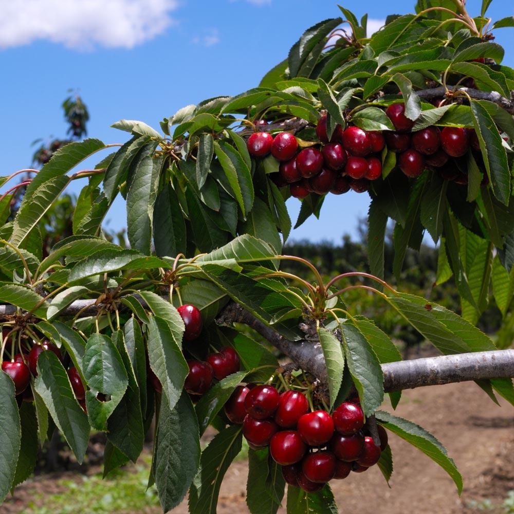 2-in-1 Cherry Surprise Tree