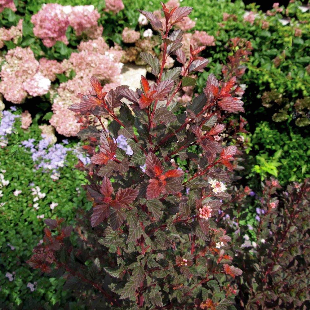 Sweet Cherry Tea Ninebark Shrub