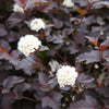Sweet Cherry Tea Ninebark Shrub