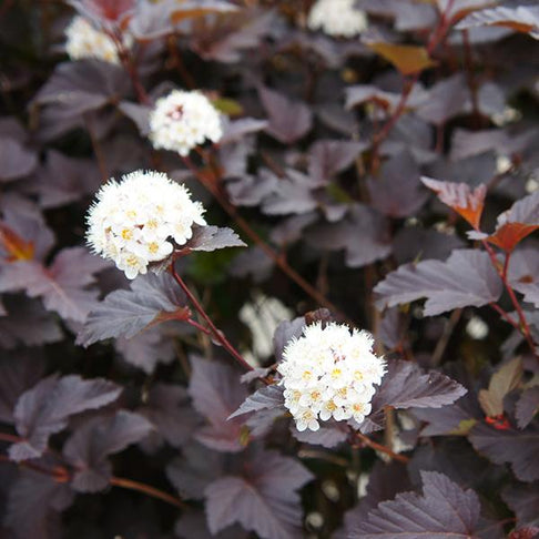 Sweet Cherry Tea Ninebark Shrub